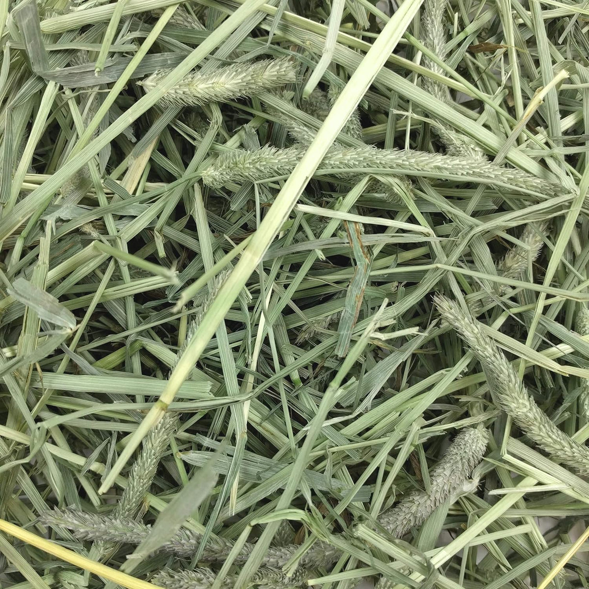 Western Timothy Hay, Guinea Pig Hay, Small Pet Bunny Supplies, All Natural Grass for Guinea Pig, Bunny, Chinchilla & Hamster, Rabbit Supplies for Bunnies, 9 Lb Box