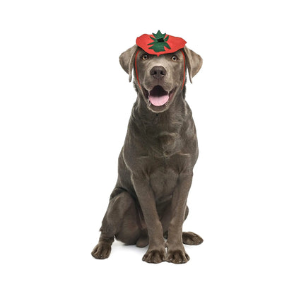 Midlee Dog Pumpkin Headband Halloween Costume