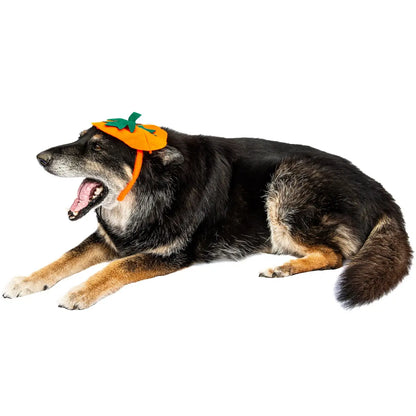 Midlee Dog Pumpkin Headband Halloween Costume
