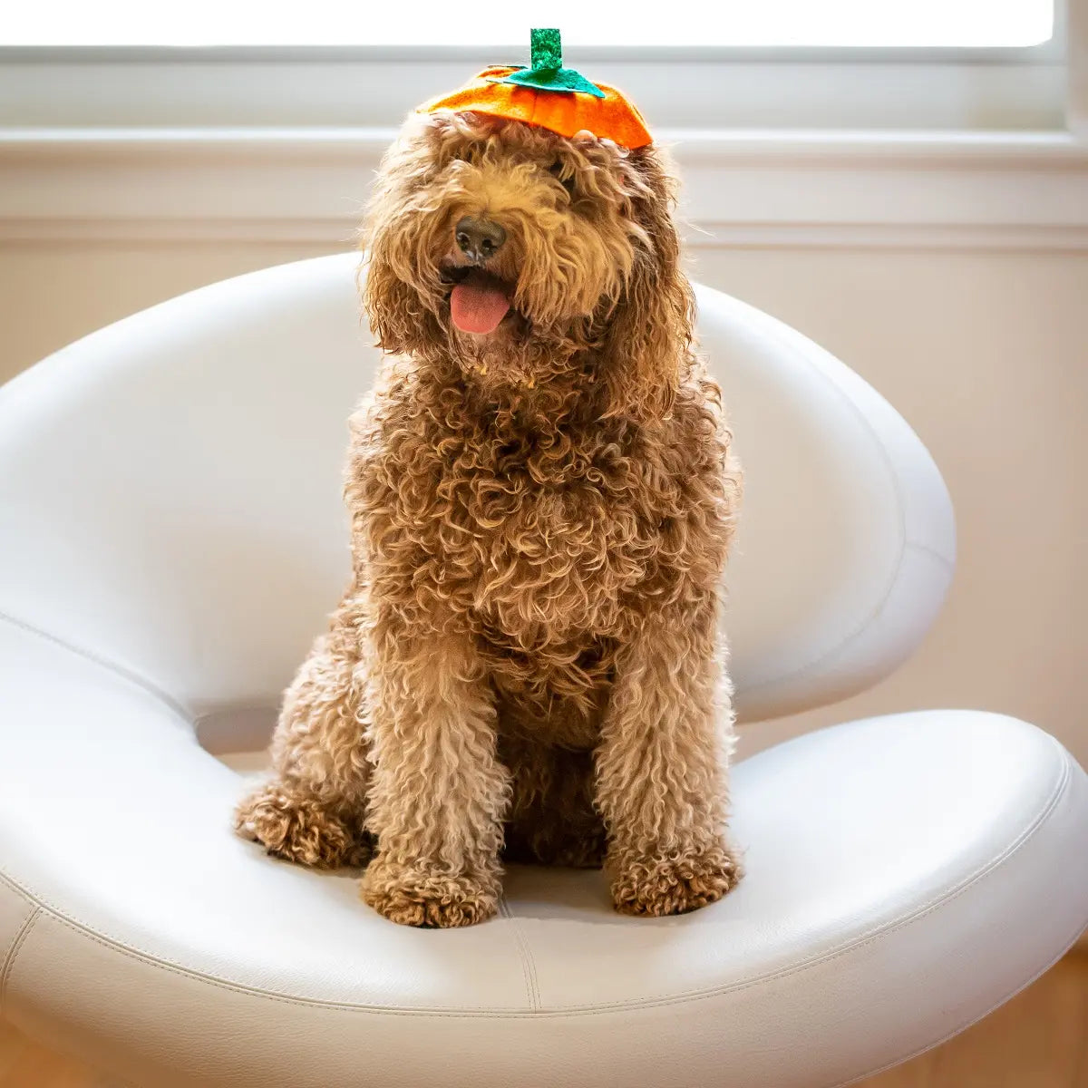 Midlee Dog Pumpkin Headband Halloween Costume