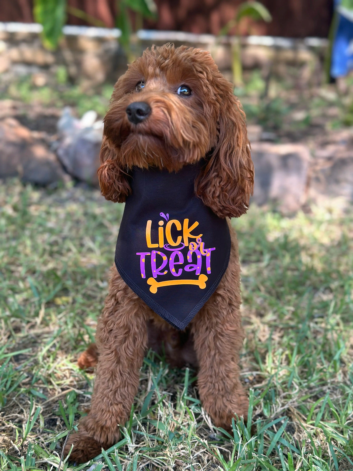 Halloween Dog Bandana - Lick or Treat Pumpkin Print Design Reversible Bandana for Dogs Sizes X-Small to X-Large Festive Fashion Halloween Essentials